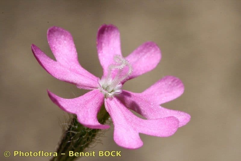 Silene 3
