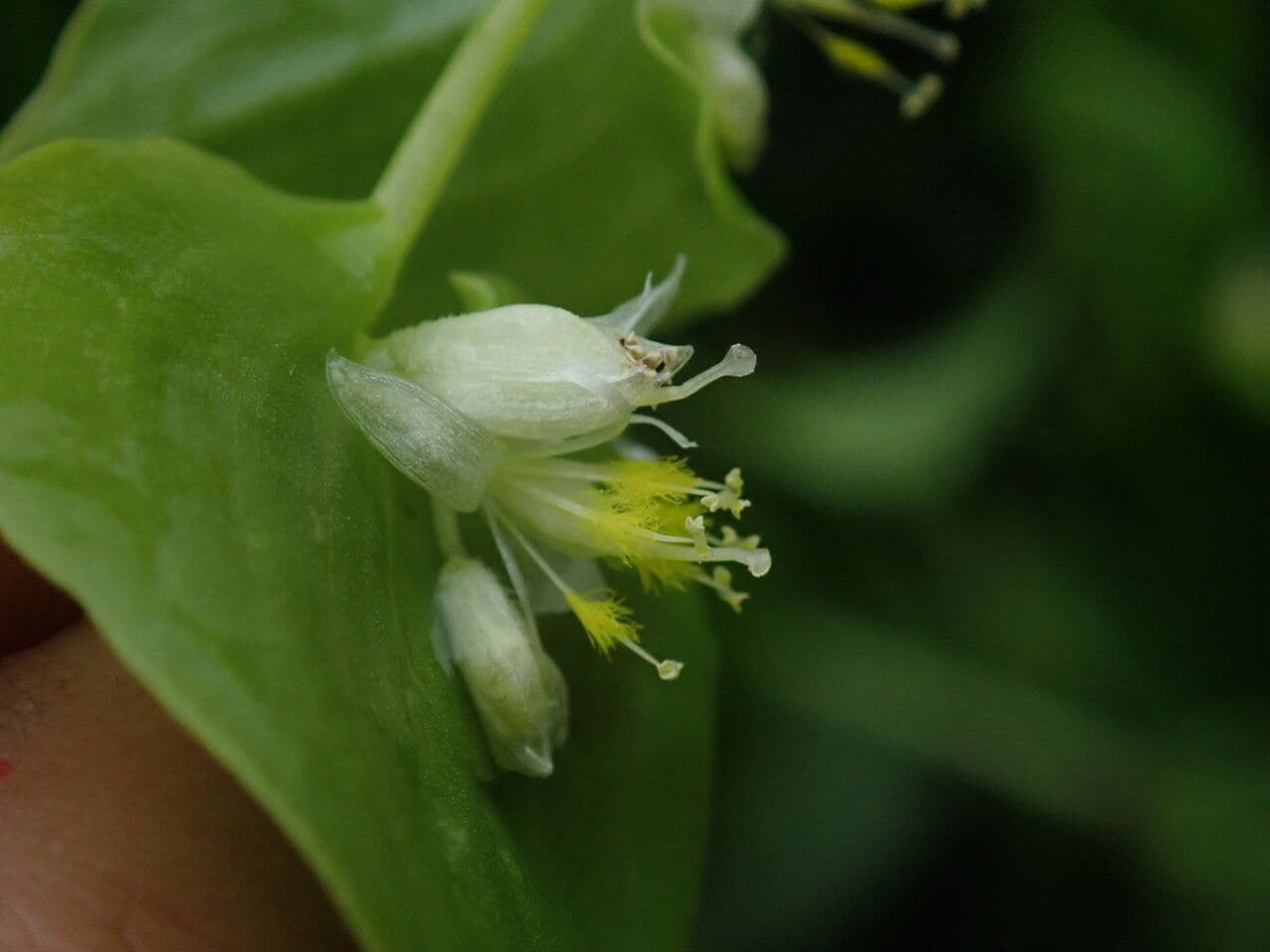 Streptolirion volubile