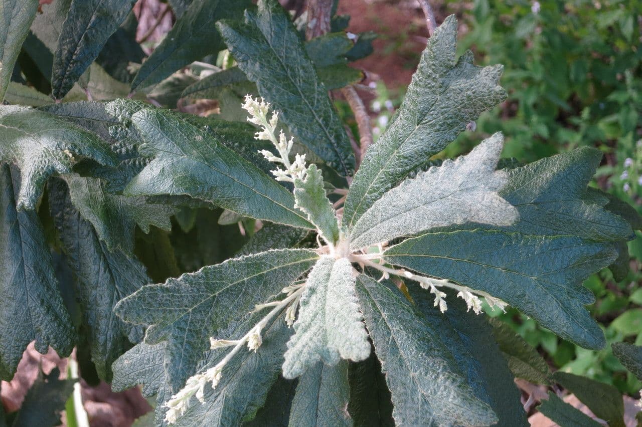 Tarchonanthus 5