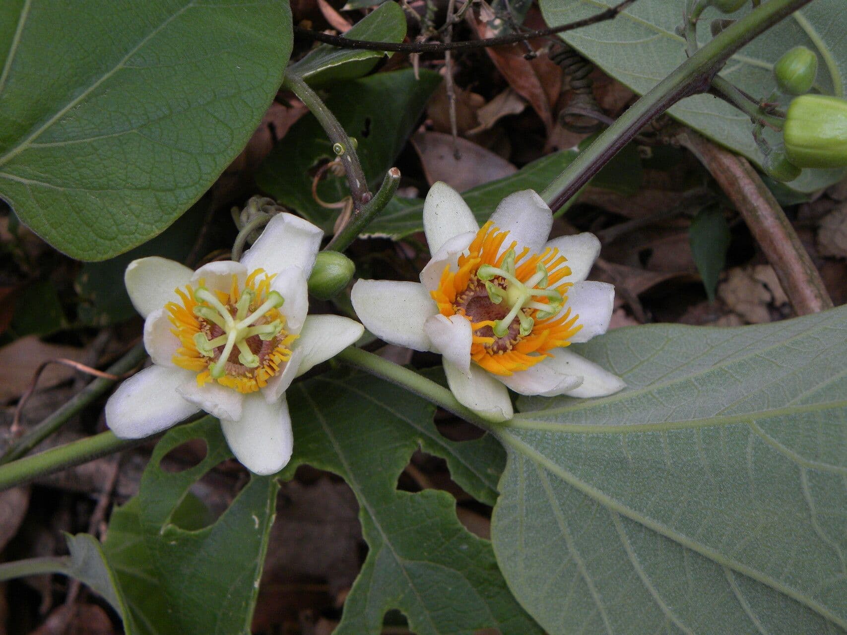 Passiflora 6