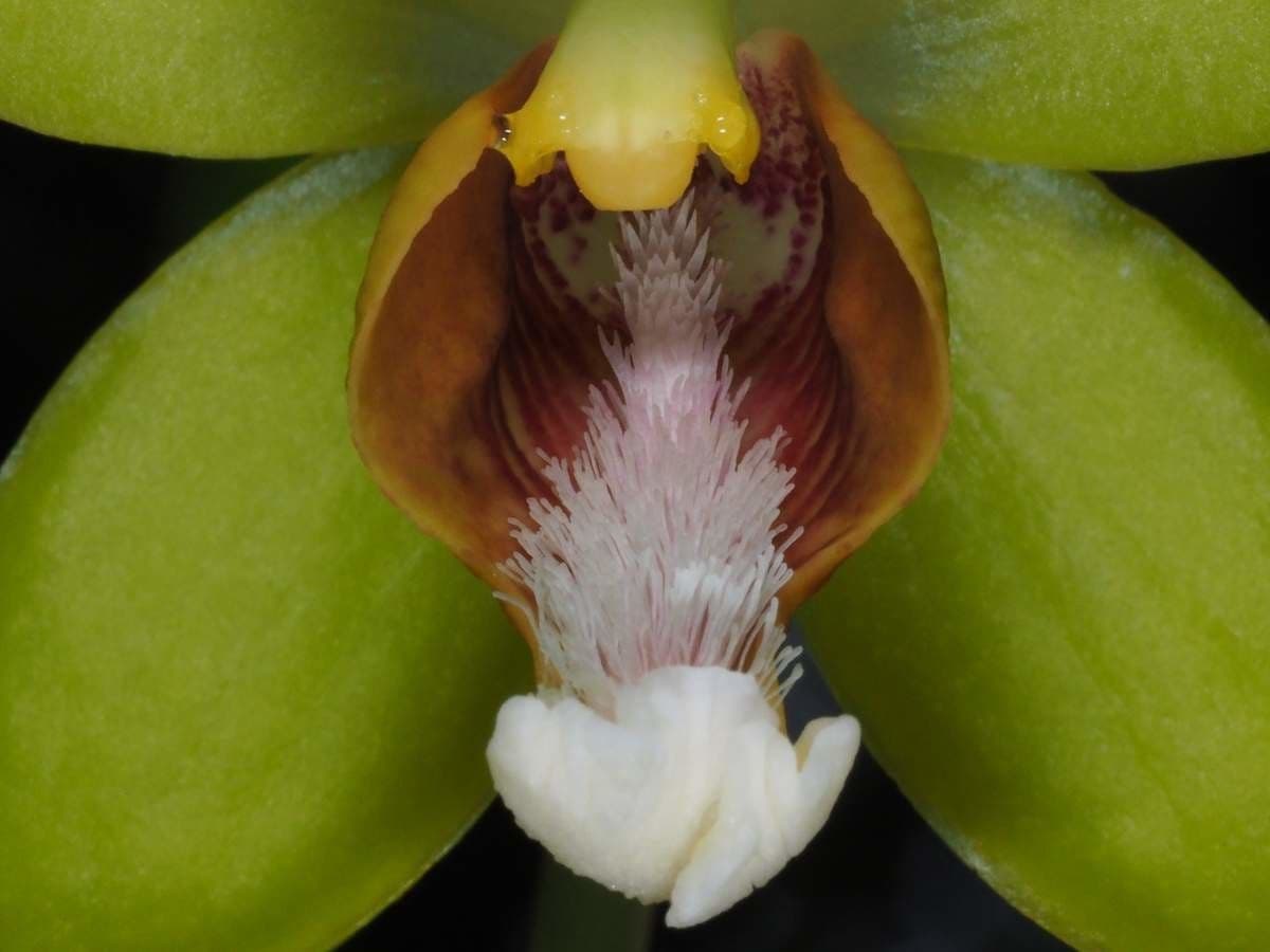 Clematepistephium 2