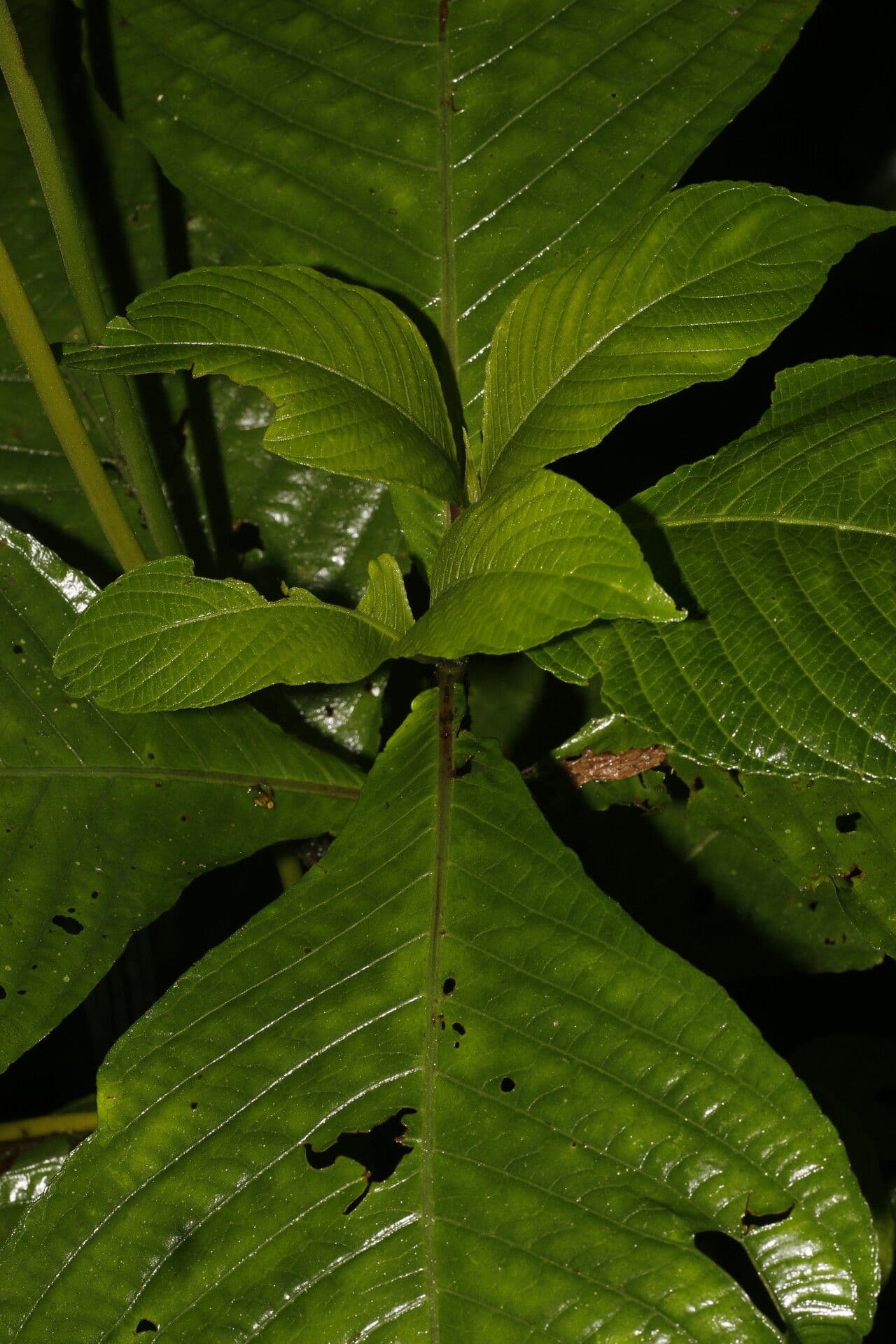 Razisea 8