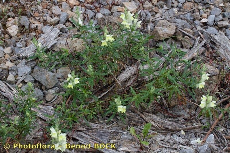 Antirrhinum 9