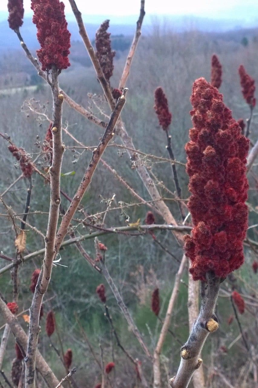 Essigbaum 2