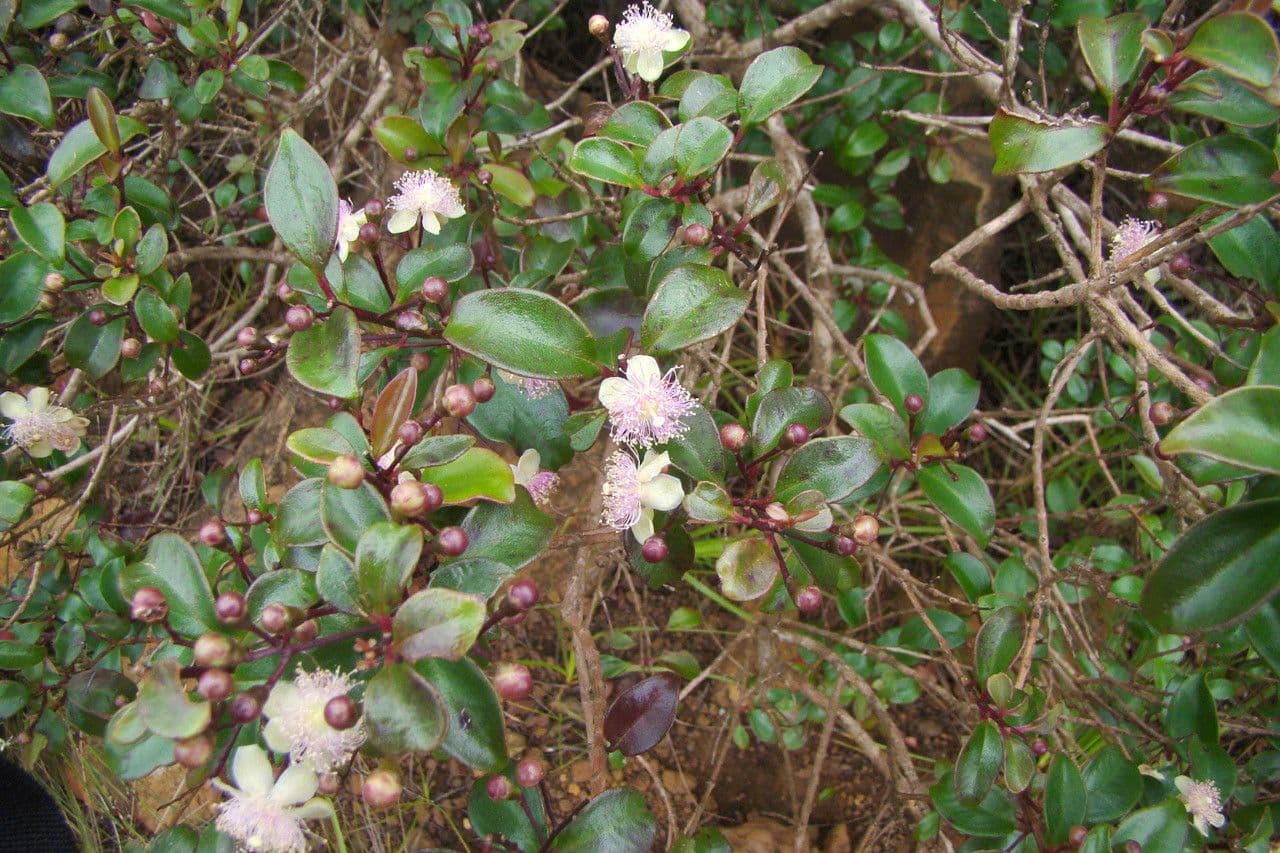 Archirhodomyrtus 8