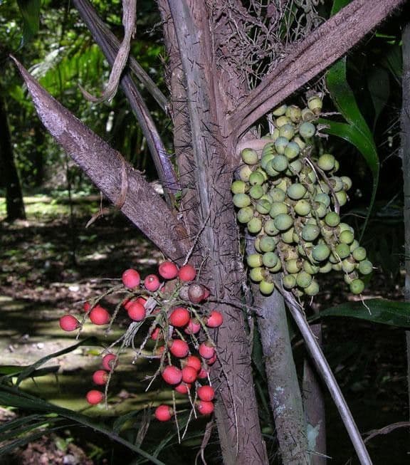 Bactris 5