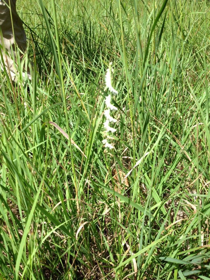 Spiranthes lacera 6