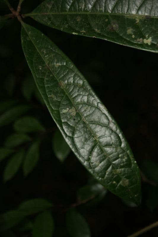 Aniba 2