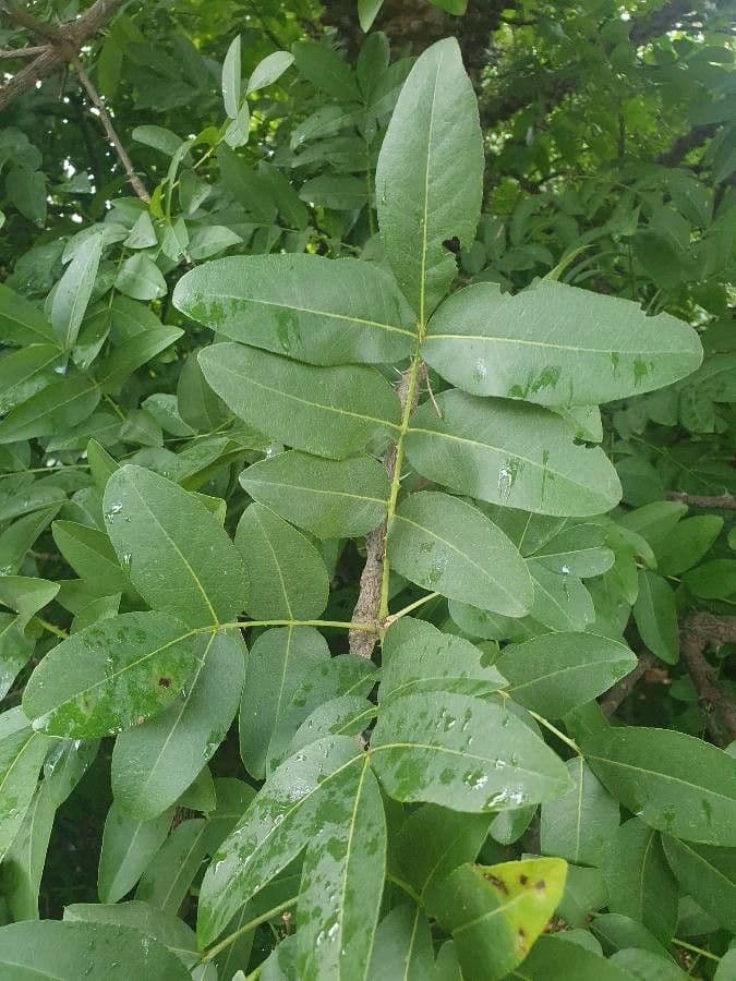 Zanthoxylum 6