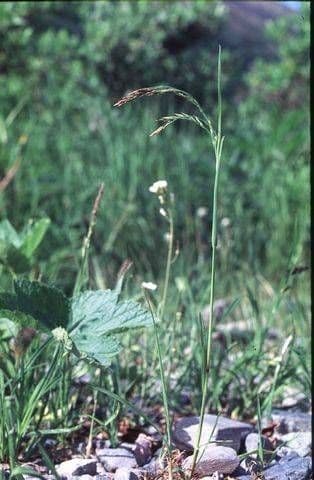 Poa leptocoma 3