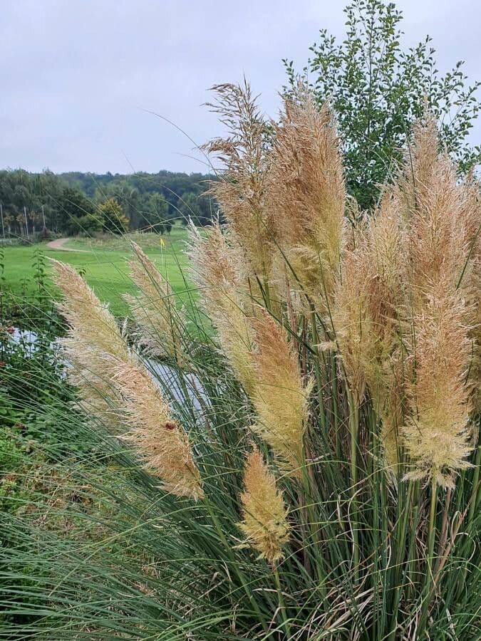 Erba delle pampas 16