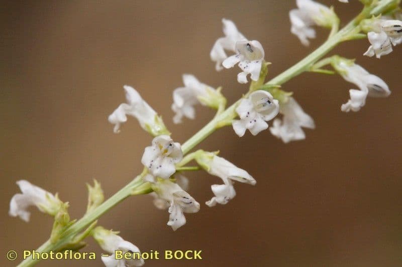 Anarrhinum 17