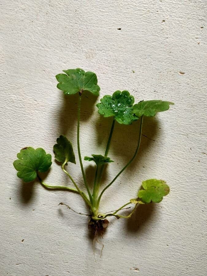 Hydrocotyle sibthorpioides 17