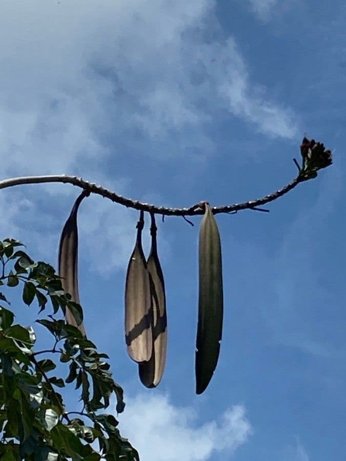 Oroxylum indiano 3