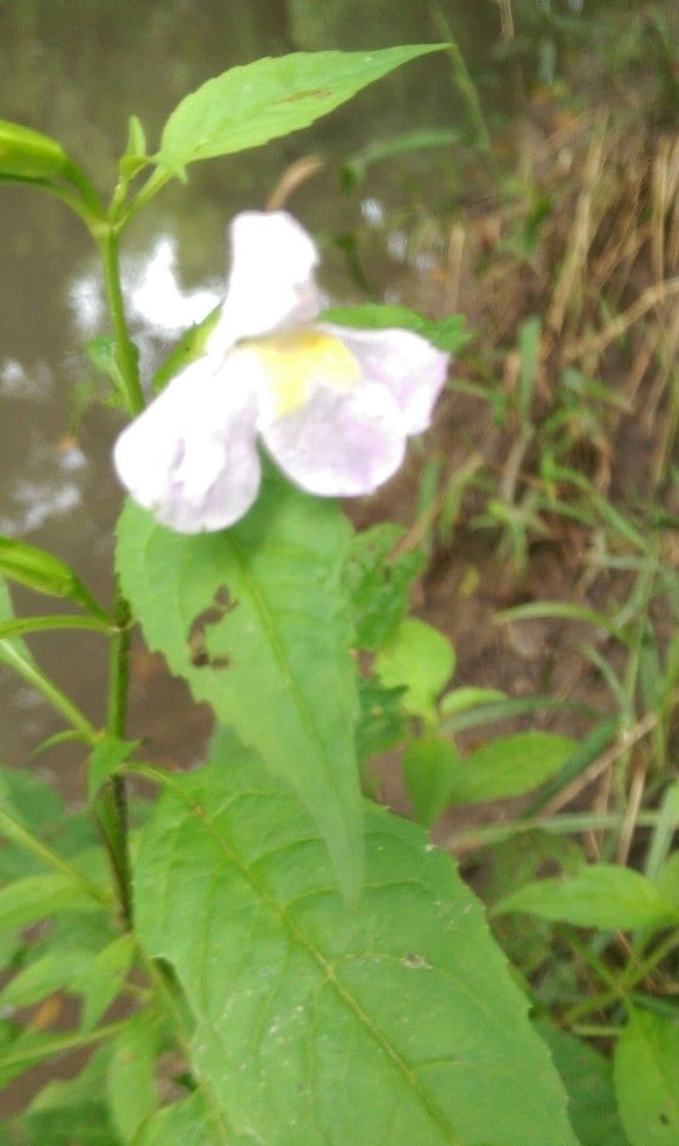 Sharp-wing monkey-flower 7