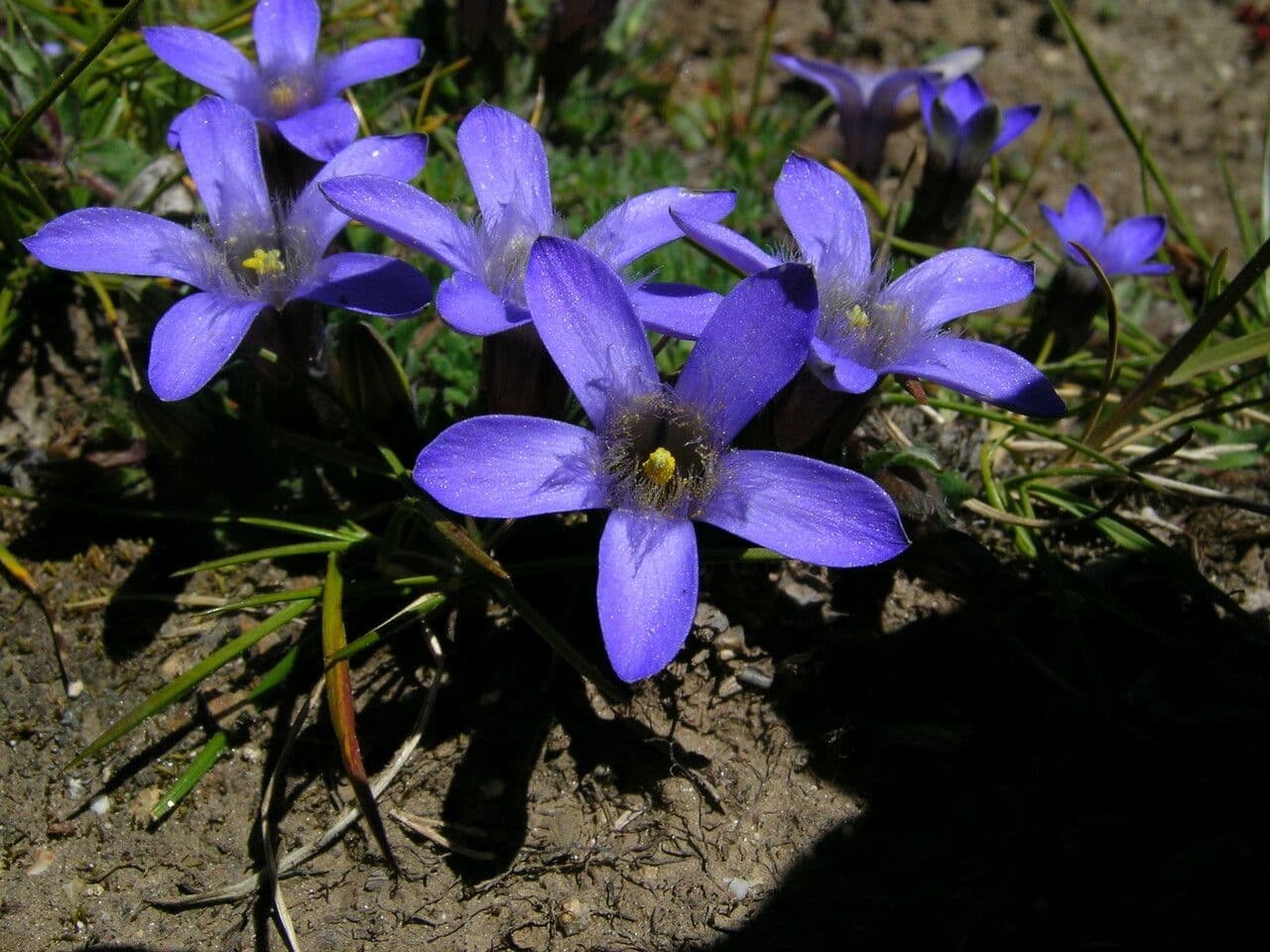 Cyananthus incanus 4