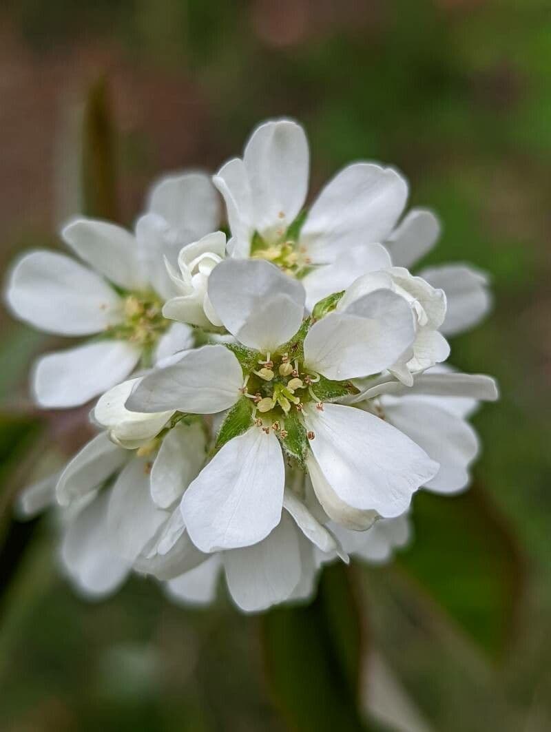 Amelanchier 7