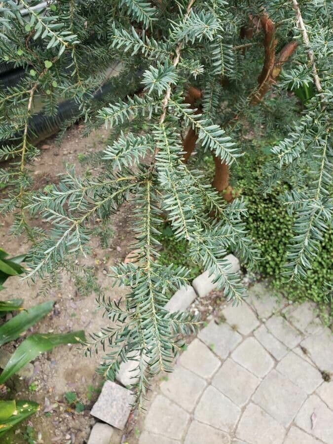 Podocarpus lawrenceův 3
