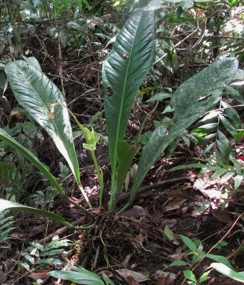 Anthurium 11