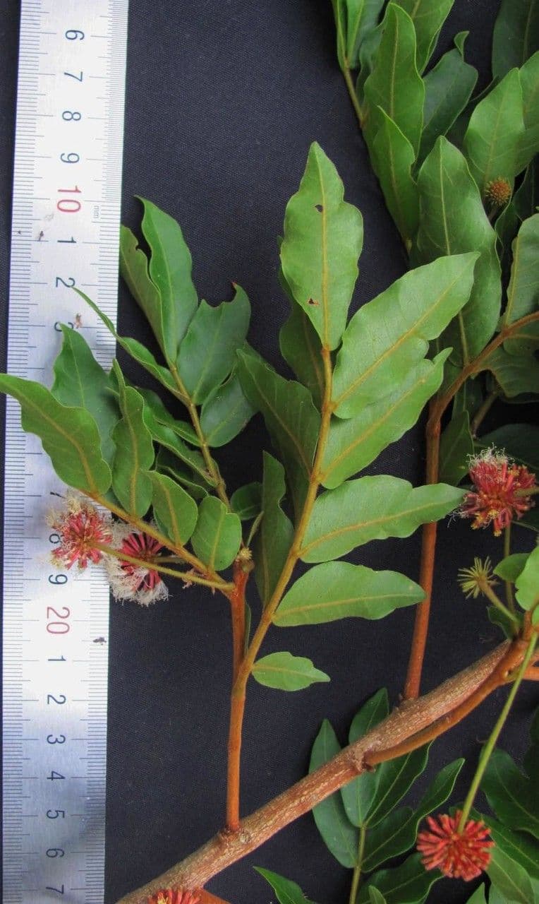 Cojoba 9