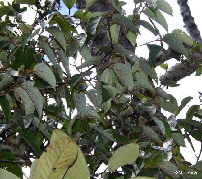Cryptocarya 4