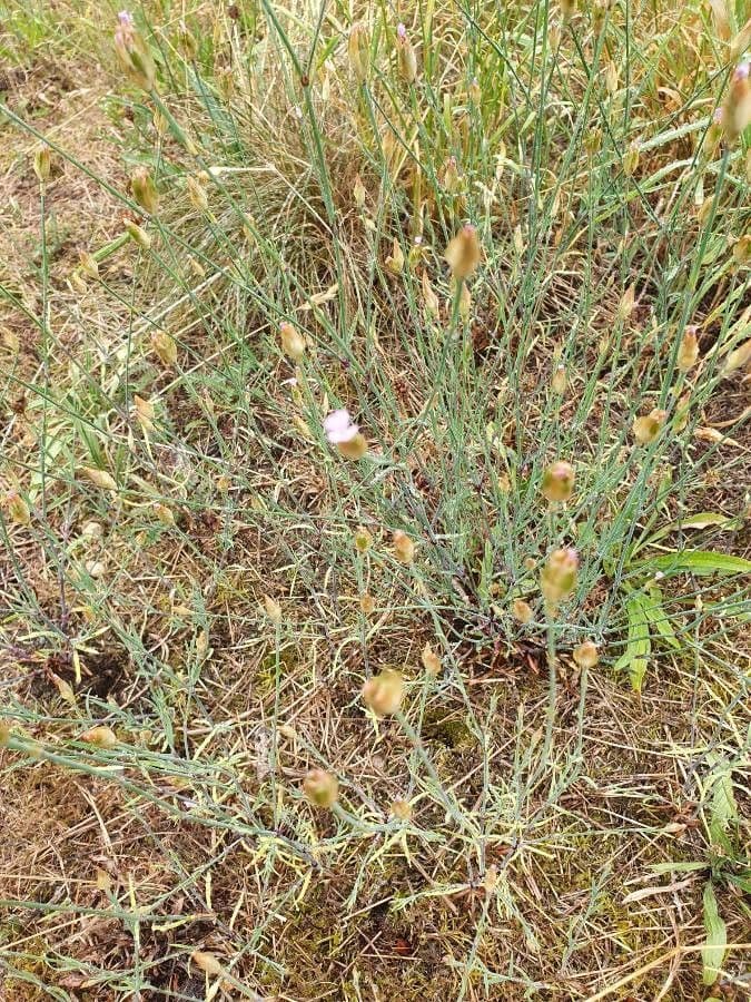 Clavel de monte 29