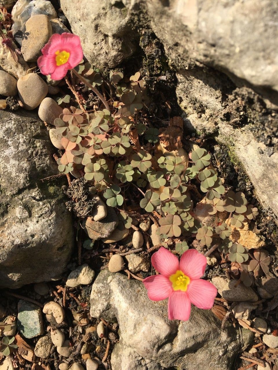Oxalis 9