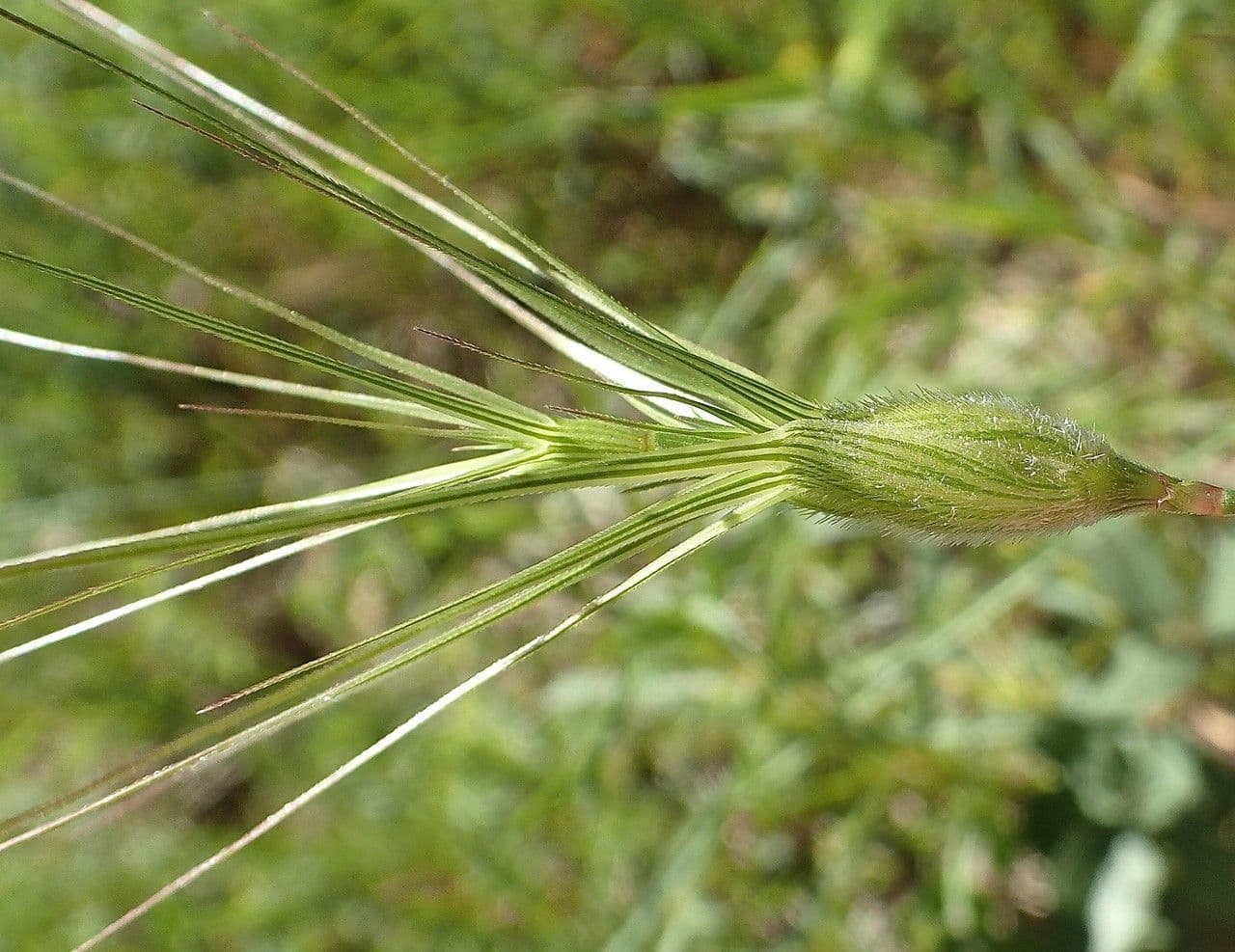 Cerere comune 9
