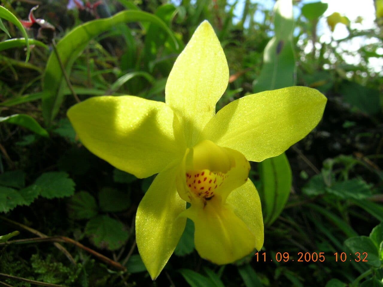 Spathoglottis 4