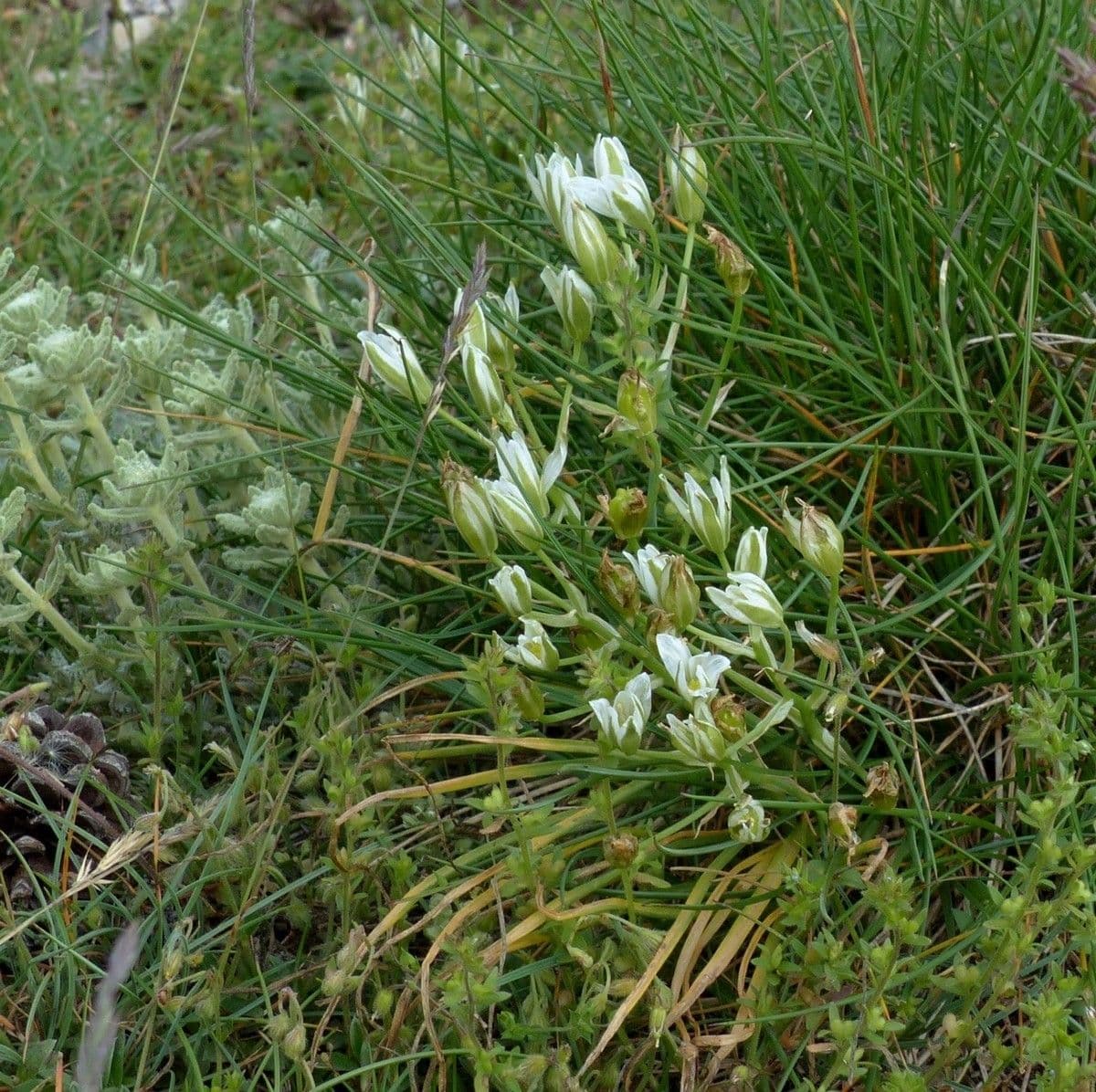 Ornithogalum 11