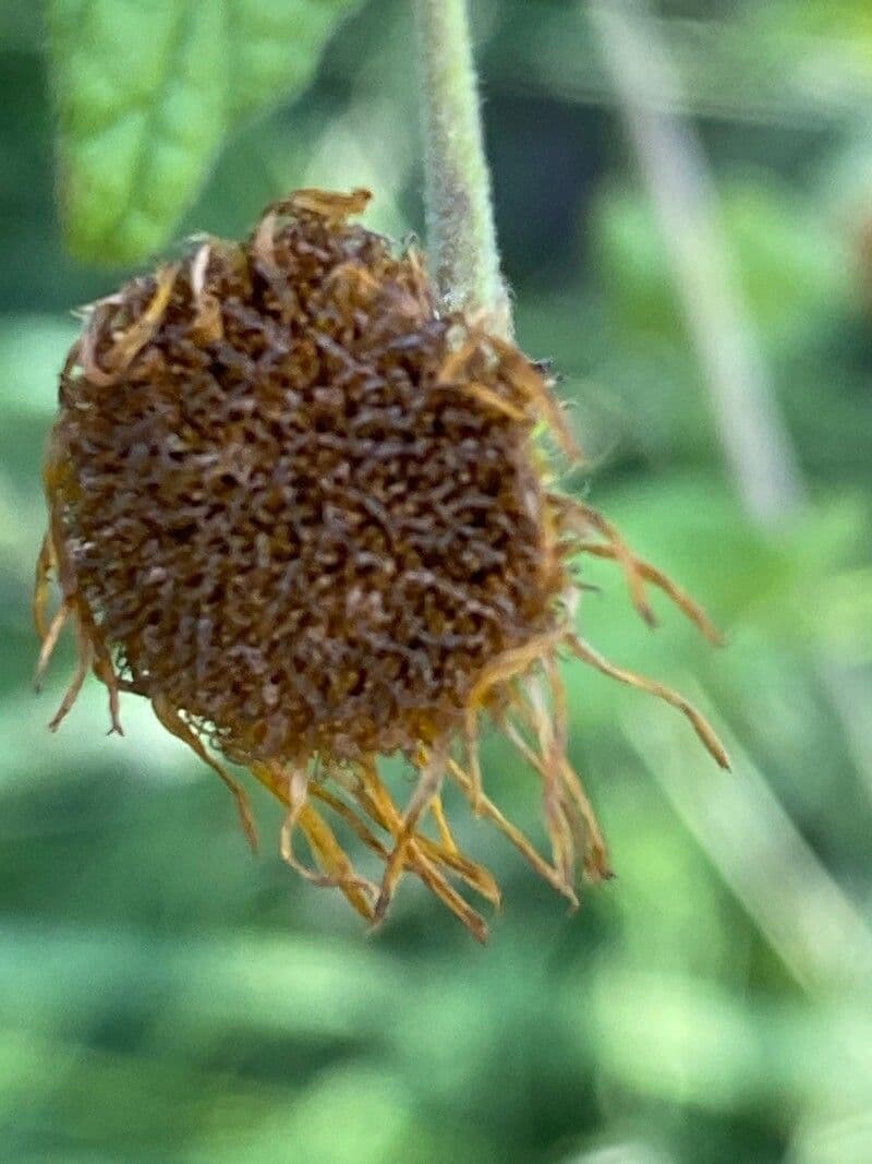 Pulicaria odora 2