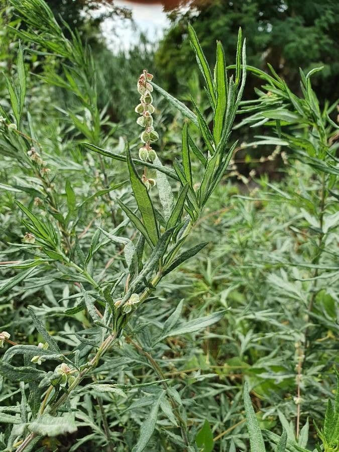 Bylica Verlota 7