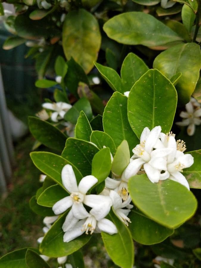 Kummerquats 7