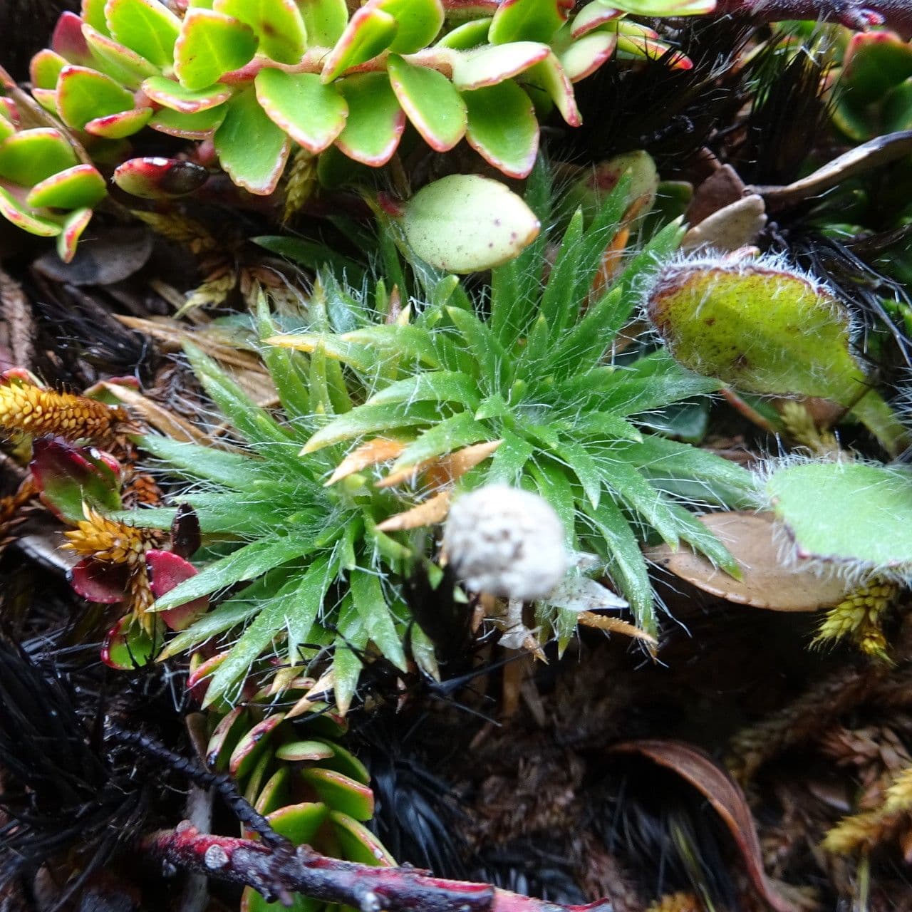 Paepalanthus 10