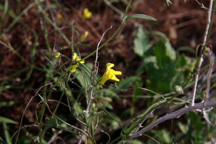 Neogaerrhinum 9