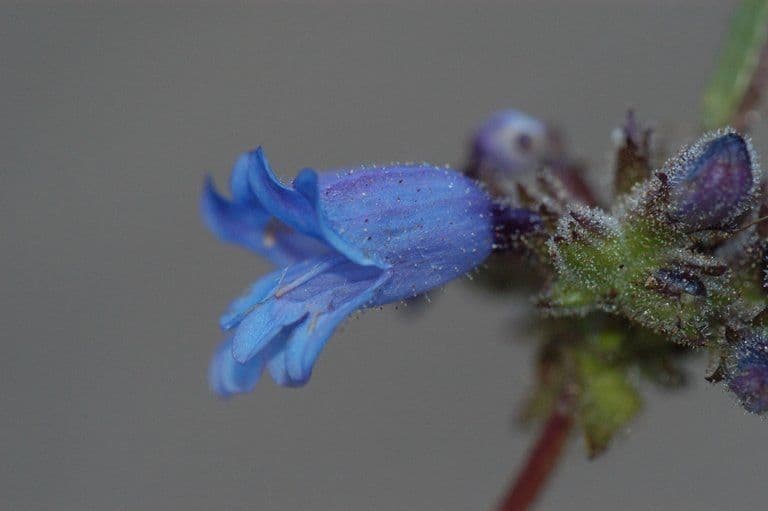 Penstemon anguineus