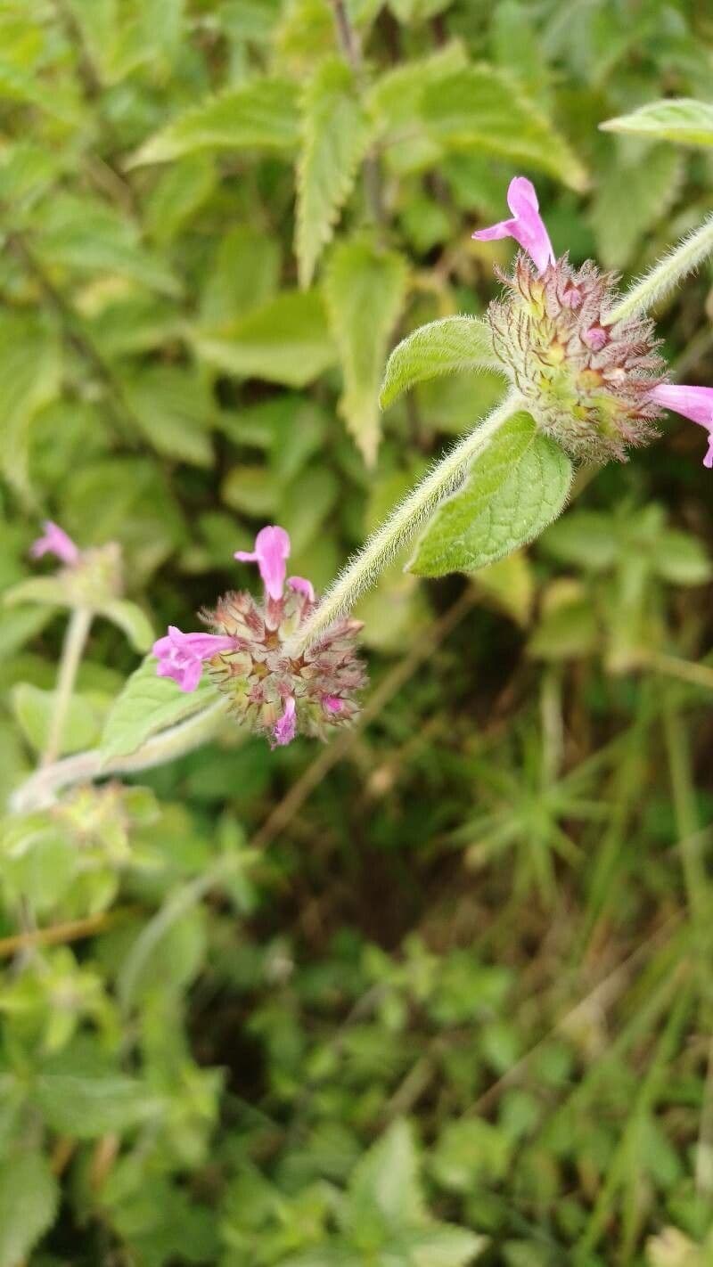 Wirbeldost 30