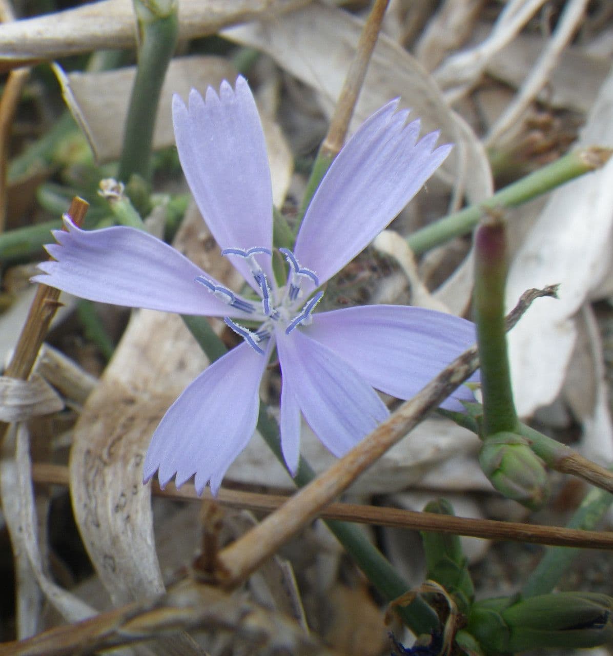 Cicoria spinosa