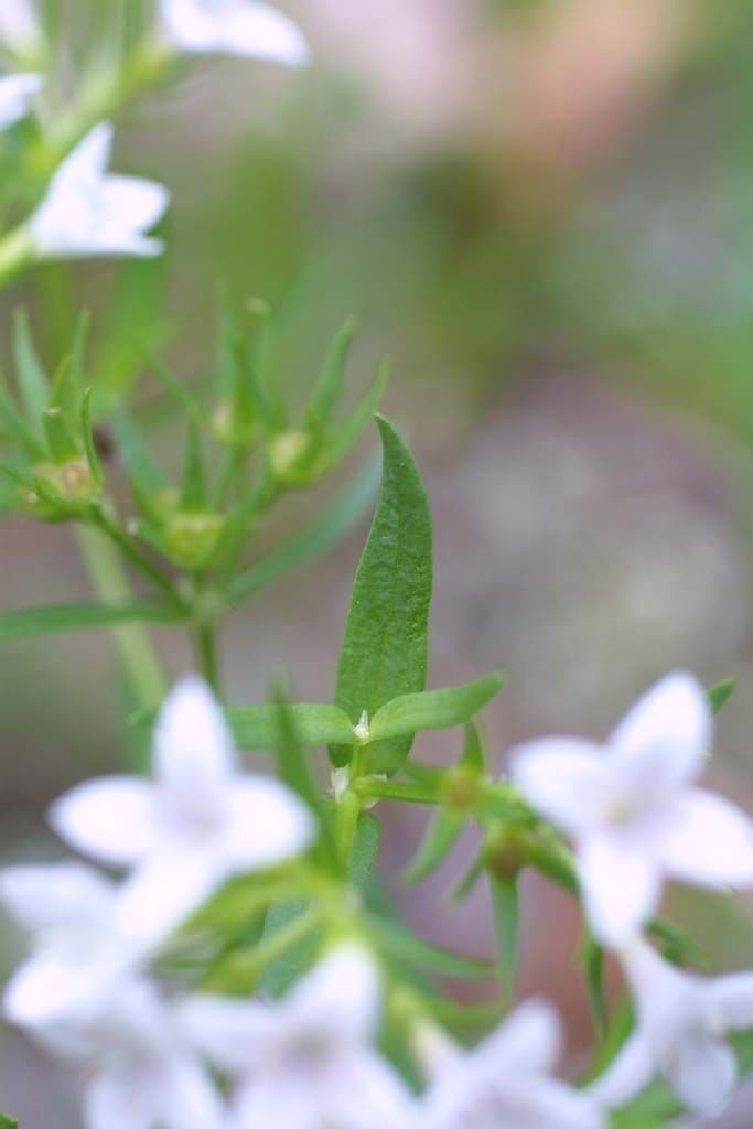 Stenaria nigricans 9