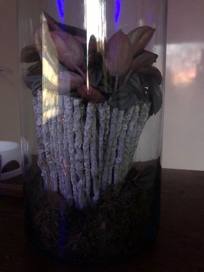 Peperomia a strisce bianche 14