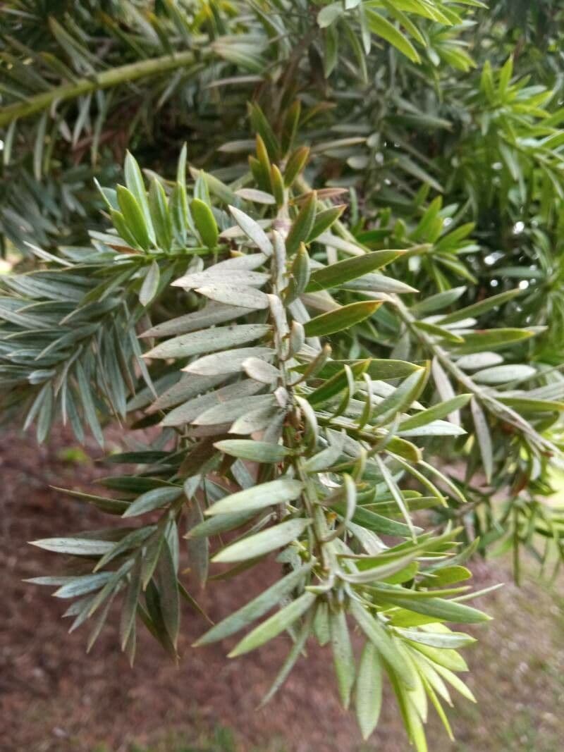 Podocarpus 6