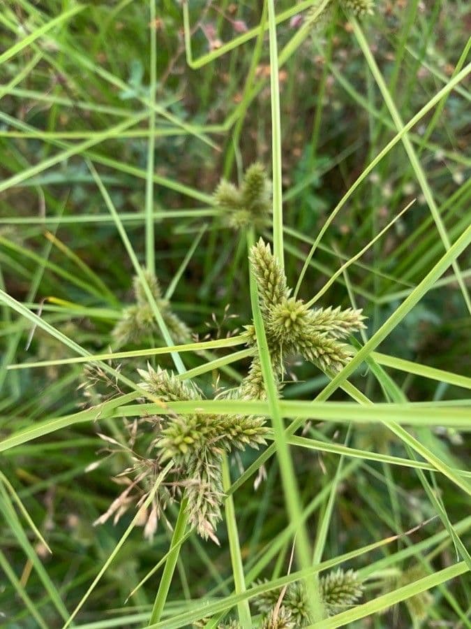 Zigolo