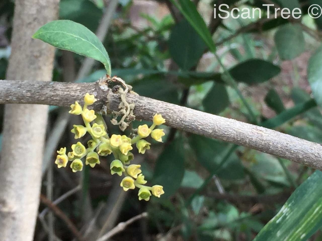Afrocanthium