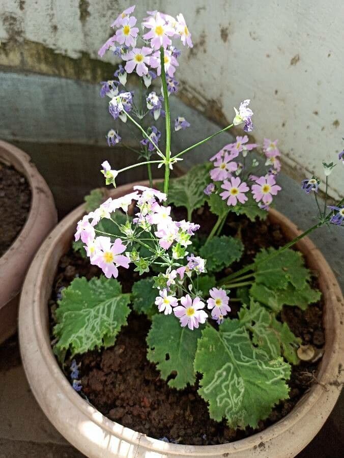 Primula 10