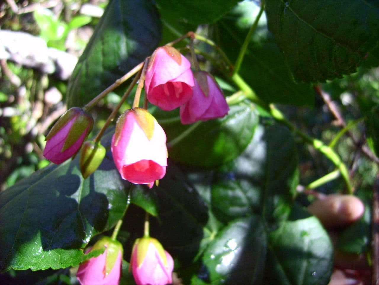 Dombeya 5