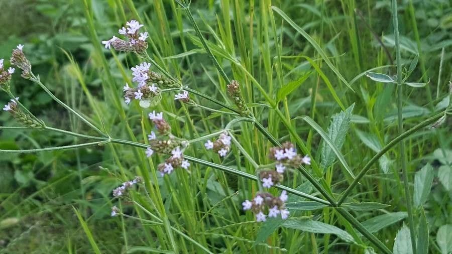 Verbena 20