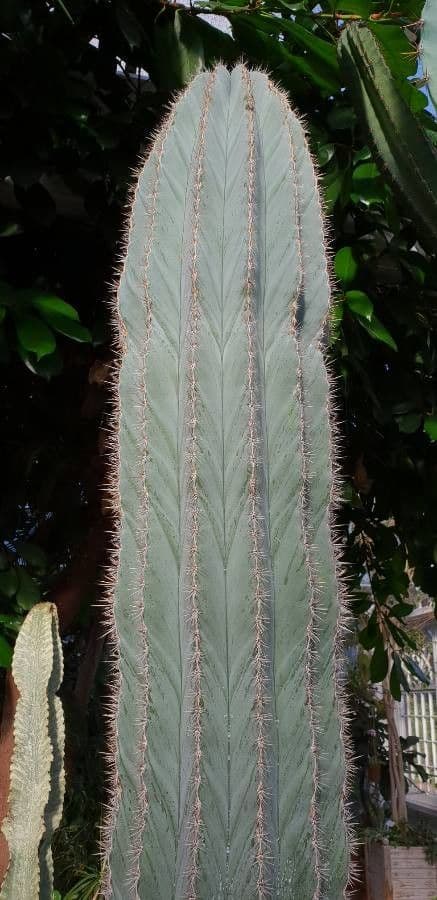 Polaskia 11