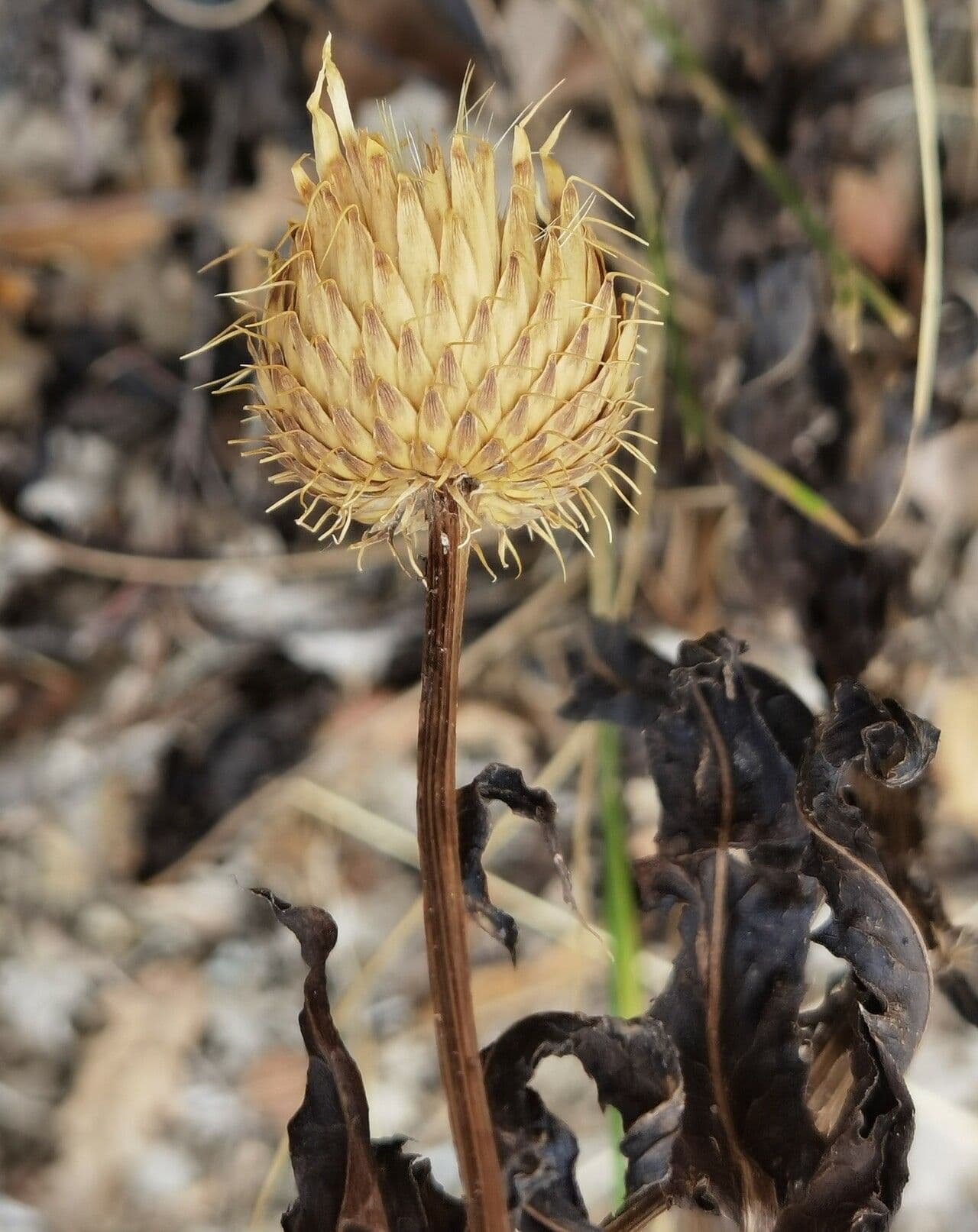 Klasea flavescens 3