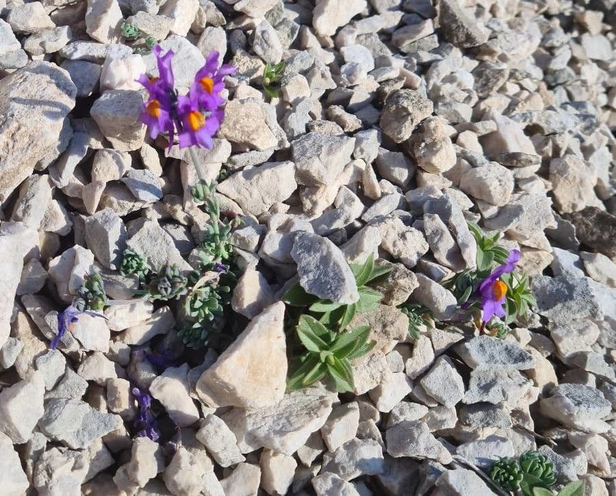 Linaria alpina 10