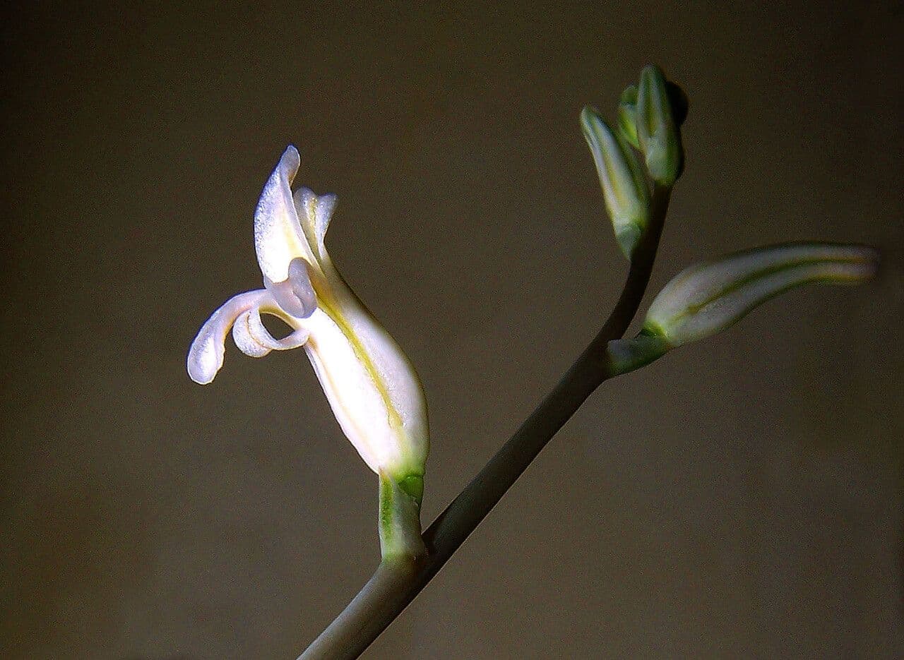 Hawortia Coopera 6